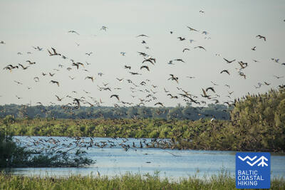 BirdsinNemunasdeltaRKphoto