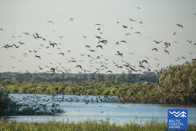 BirdsinNemunasdeltaRKphoto