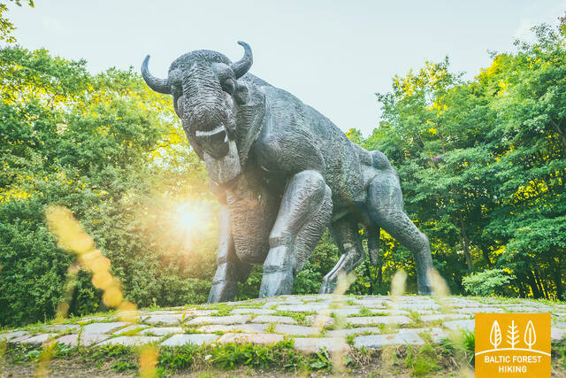 30 Azuolynas Stumbras AAleksandravičius