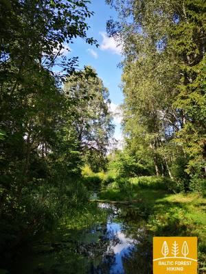 Šimšosupelis RūtaAntanavičiūtėphoto