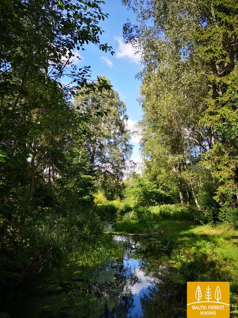 Šimšosupelis RūtaAntanavičiūtėphoto