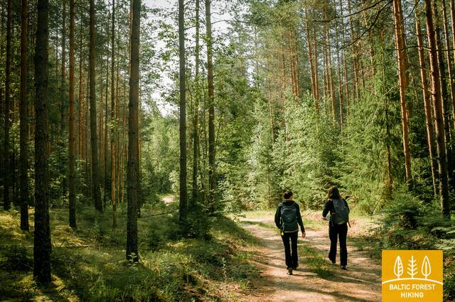 Meztaka Koksi Zaki 2154 2