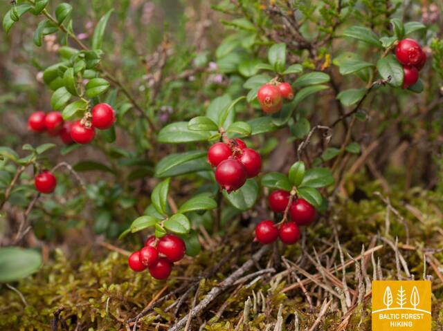 11D0766 ToomasTuulCropped