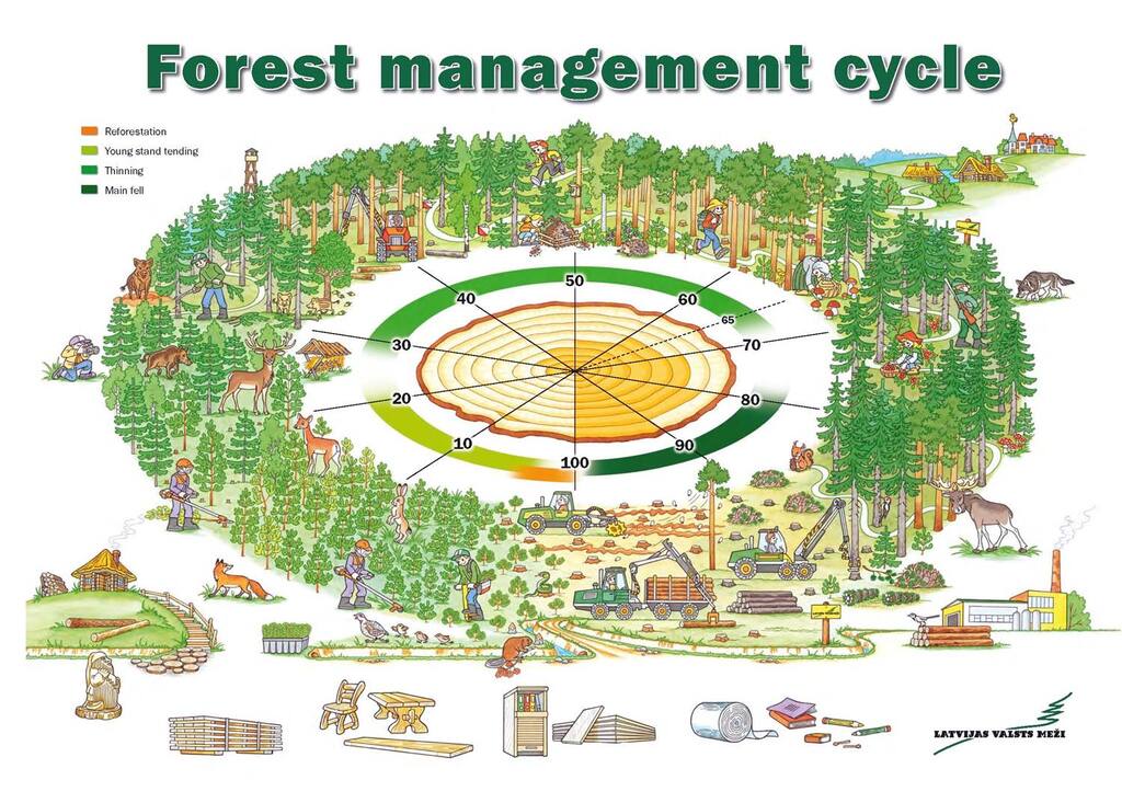Forest management cycle